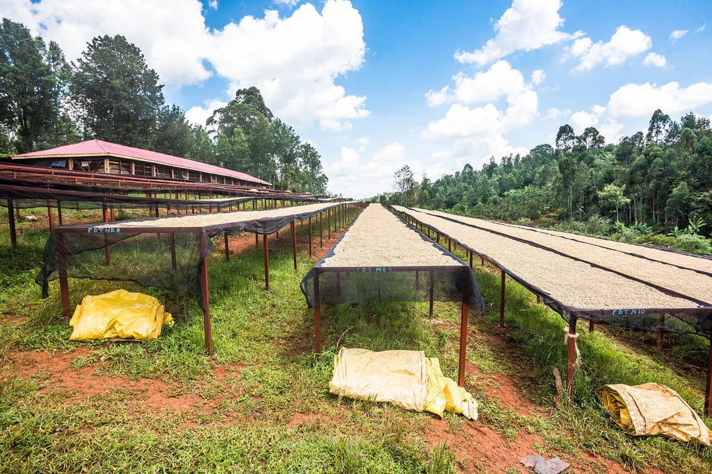September - Karimikui - Kenya - Washed Field Blend