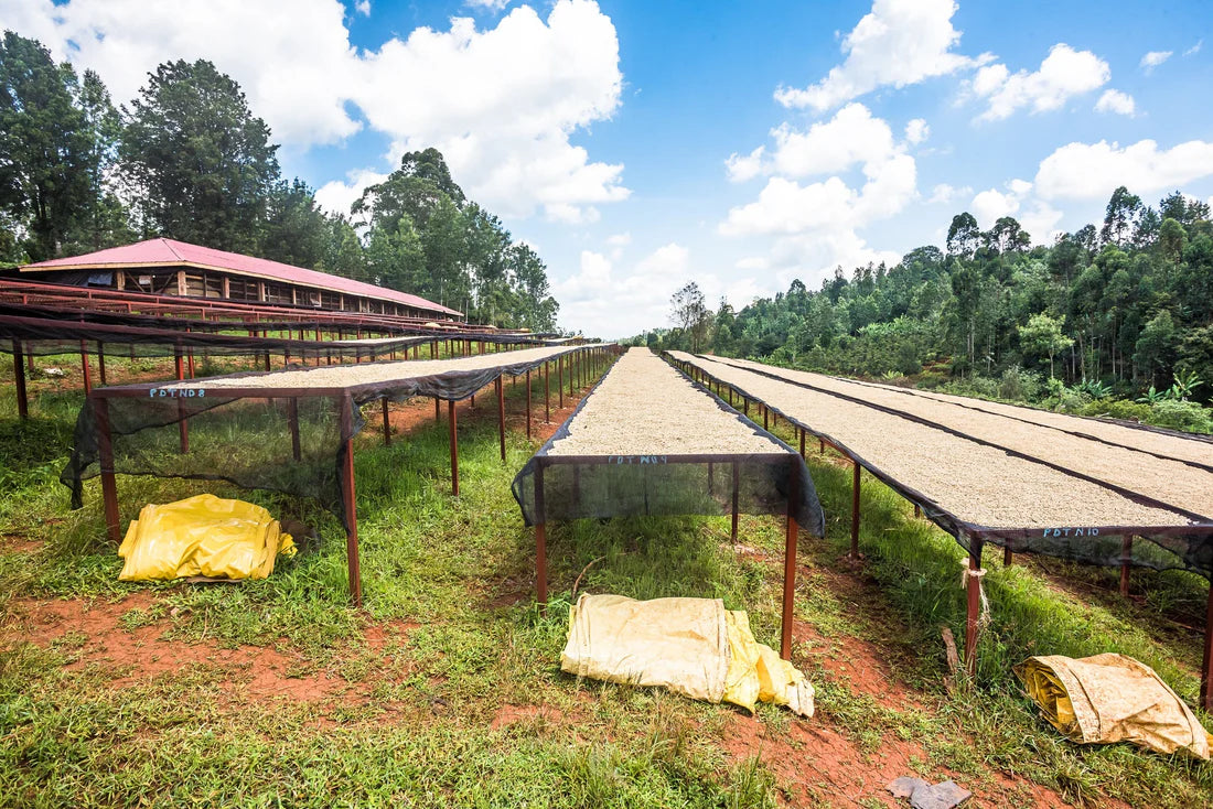 September - Karimikui - Kenya - Washed Field Blend