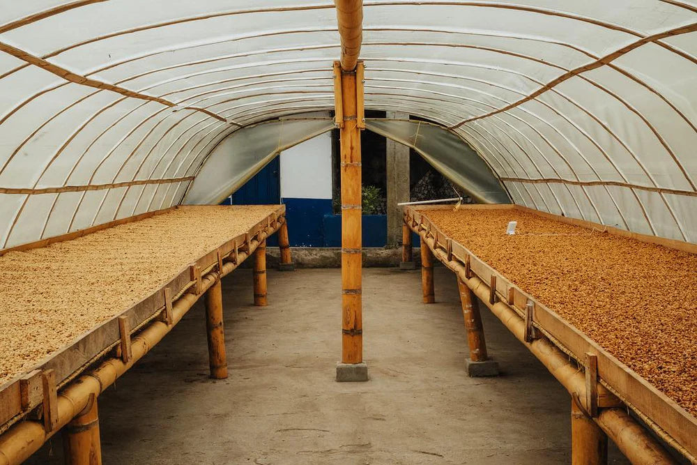 September - White Honey Geisha