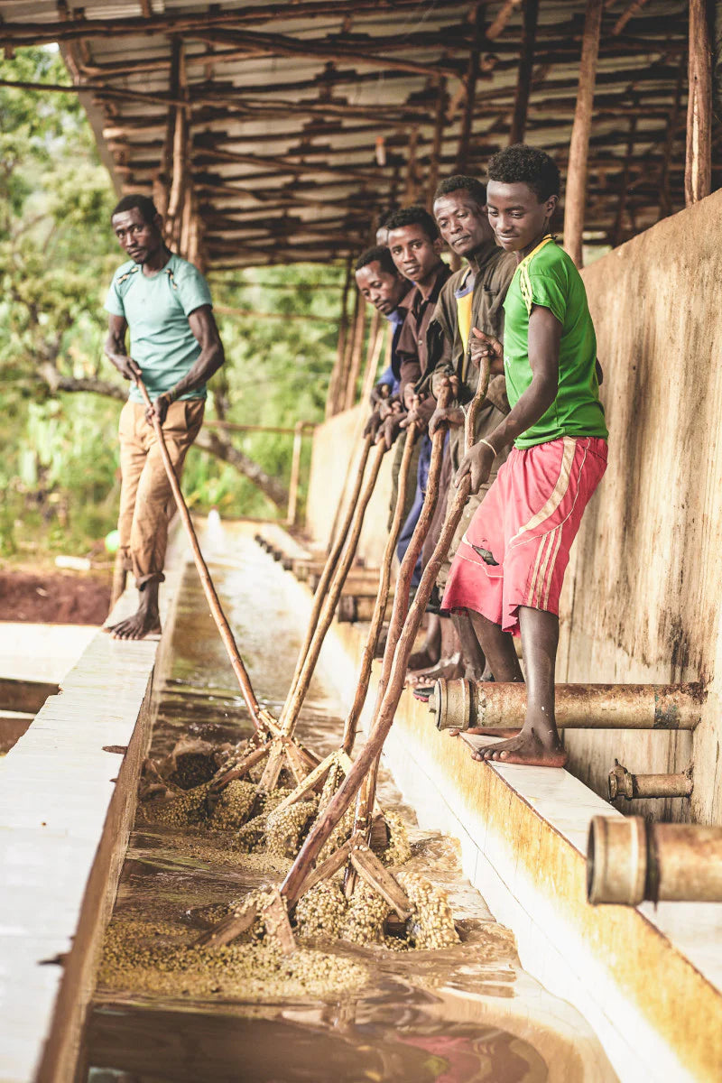 September - Chelbesa One - Washed Landrace