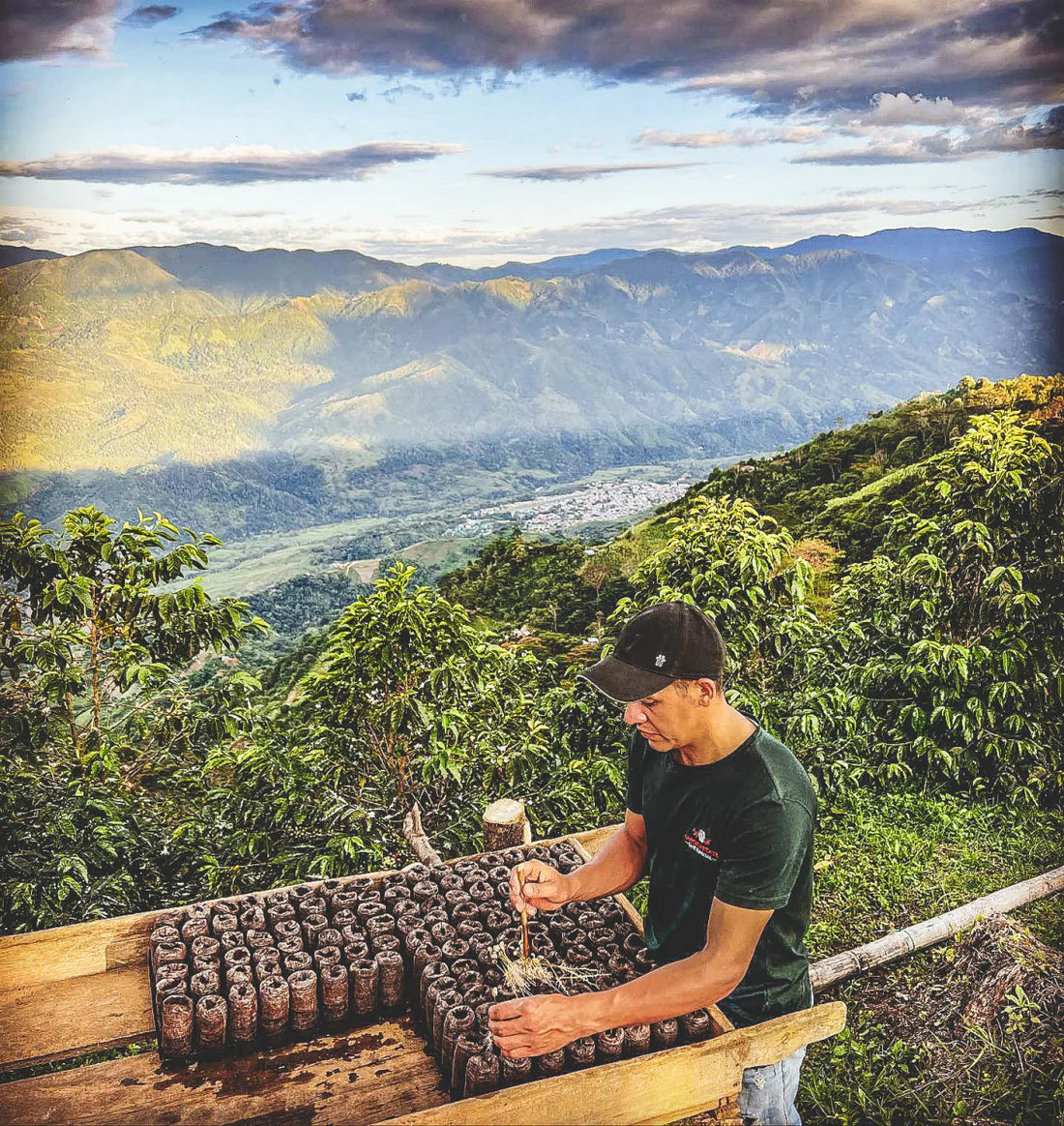 September - Jorge Rojas - Honey Typica